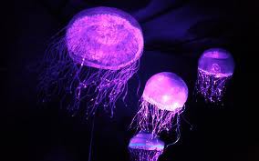 Jellyfish, in the American Museum of Natural History